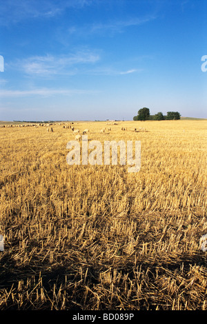 Schafe im Getreidefeld bei blauem Himmel im Hintergrund Stockfoto