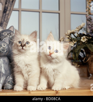 Heilige Katze von Birma, Birman. Zwei Kätzchen sitzen auf einer Fensterbank Stockfoto