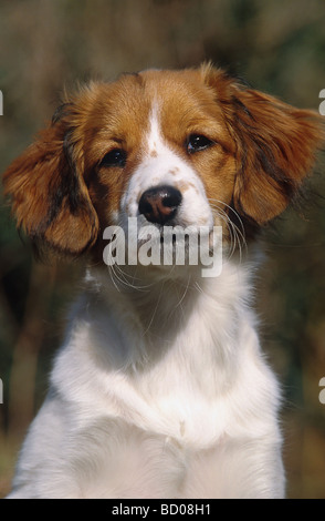 Kooikerhondje Hund - Welpe - Porträt Stockfoto