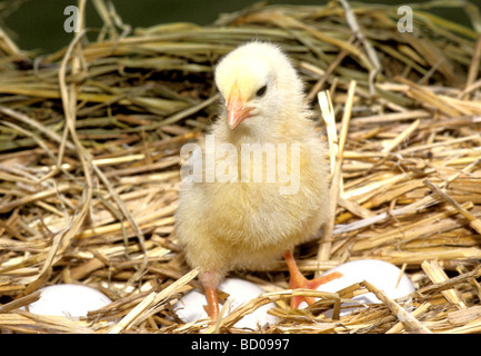 Stubenküken: Gelbes Küken (Rhode Island Red) stehen in Eierschalen Stockfoto