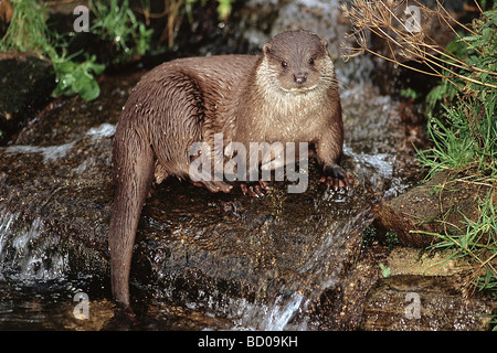 Europäischen Fischotter / Lutra Lutra Stockfoto