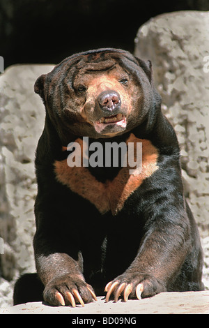 Sun Bear, Malayan Sun Bear (Ursus malayanus, Helarctos malayanus). Erwachsenen in einem Zoo Stockfoto