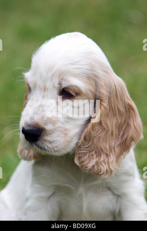 Orange Roan English Cocker Spaniel Welpen im Alter von zwölf Wochen draußen spielen. Stockfoto