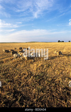 Schafe im Getreidefeld bei blauem Himmel im Hintergrund Stockfoto