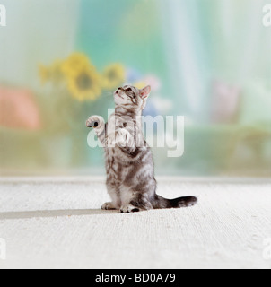 Britische Kurzhaarkatze. Tabby-Jugendliche sitzen auf ihren Haunen Stockfoto