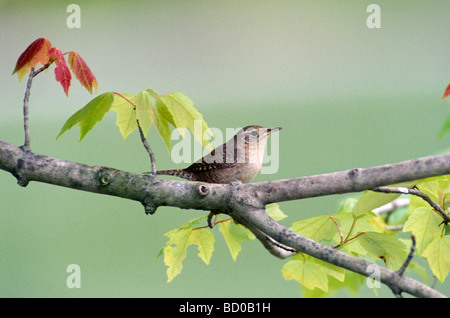Haus Zaunkönig (Troglodytes Aedon) auf Ahornbaum mit Frühling Wachstum Stockfoto