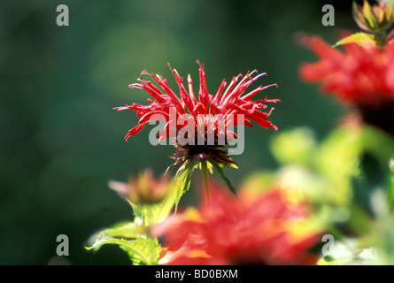 Goldmelisse (Monarda Didyma) wächst in Sonne Sommergarten, Vermont USA Stockfoto