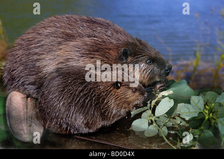 Biber mit Cub / Castor Fiber Stockfoto