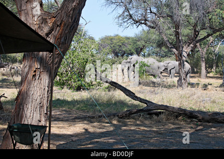 Afrikanische Elefanten in der Nähe einer privaten Safari Camping in der khwai Gemeinschaft Konzessionsgebiet von Moremi Wildlife Reservat, Botswana Stockfoto