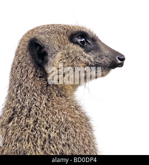 Schlanke Tailed Erdmännchen (Suricata Suricatta)-Porträt Stockfoto