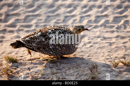 Weibliche Doppel-banded Sandgrouse Pterocles Bicinctus, Botswana Stockfoto