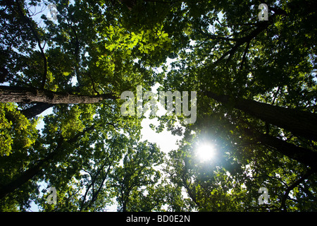 Durch die Bäume nachschlagen mit Sonnenlicht durch die Zweige brechen Stockfoto