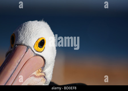 Nahaufnahme von der gelben Auge des einen Pelikan Entspannung unter der Sonne am Strand von Monkey Mia, Western Australia, Australien Stockfoto