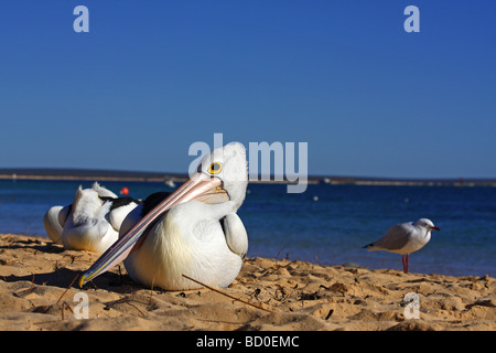 Pelikan entspannen unter der Sonne am Monkey Mia Beach, Western Australia, Australien Stockfoto