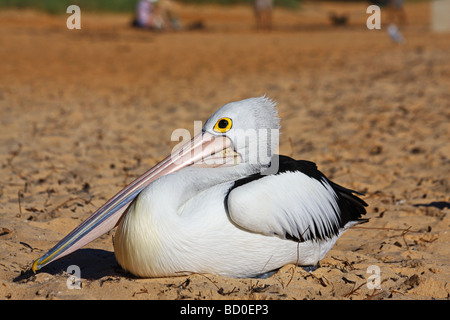 Pelikan entspannen unter der Sonne am Monkey Mia Beach, Western Australia, Australien Stockfoto