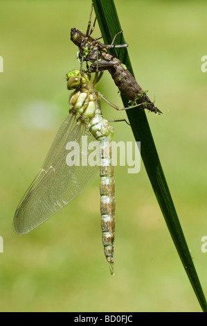 Südlichen Hawker Libelle Aeshnea Cyanea, die gerade erst aus der Larve Hülle in der Nähe ein Garten Pfund in Worcestershire Stockfoto