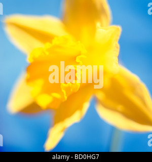 schönen Frühling Narzisse der Inbegriff des Frühlings Kunstfotografie Jane Ann Butler Fotografie JABP290 Stockfoto