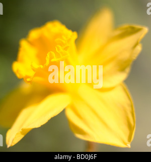 schönen Frühling Narzisse der Inbegriff des Frühlings Kunstfotografie Jane Ann Butler Fotografie JABP287 Stockfoto