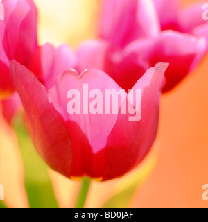 zeitgenössische Tulpen Kunstfotografie Jane Ann Butler Fotografie JABP274 Stockfoto