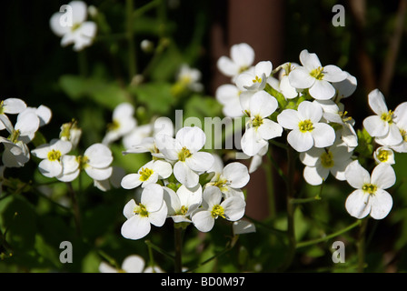 Alpen-Gänsekresse Alpine Rock Kresse 02 Stockfoto