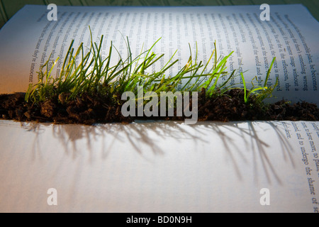 Grass sprießen aus inneren des Buches Stockfoto