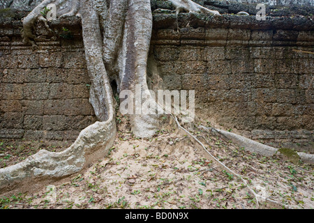 Wand der Tempel in Angkor, Kambodscha mit Baumwurzeln überwachsen Stockfoto