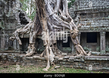 Preah Khan Tempel in Angkor, Kambodscha mit Baumwurzeln überwachsen Stockfoto