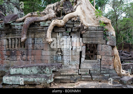 Wand der Tempel in Angkor, Kambodscha mit Baumwurzeln überwachsen Stockfoto