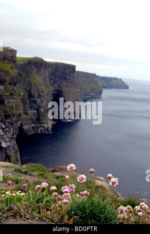 Blick auf den berühmten Cliffs of Moher in Co. Clare Ireland Stockfoto