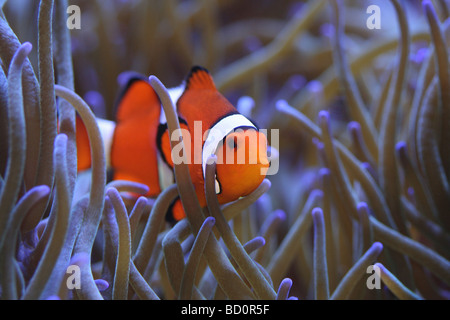 Amphiprion Percula Clownfische in Host Seeanemone in einem Korallenriff-Aquarium sicher versteckt. Stockfoto