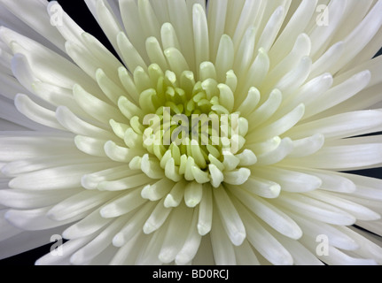 Weiße Spinne Chrysantheme Stockfoto