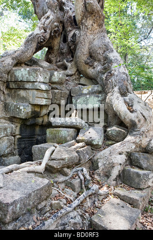 Tempel in Angkor, Kambodscha mit Baumwurzeln überwachsen Stockfoto