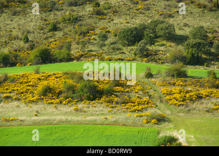 Feld Und Ginster Feld und Besen 01 Stockfoto