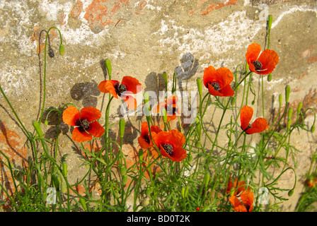 Klatschmohn Vor Mauer Klatschmohn vor der Wand 01 Stockfoto