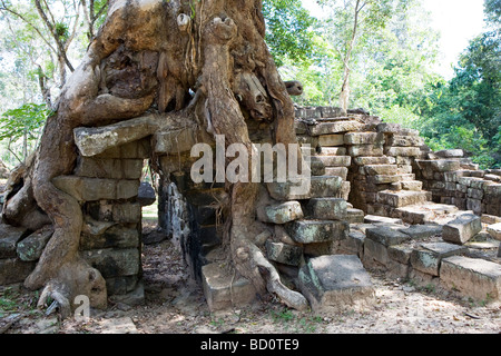 Tempel in Angkor, Kambodscha mit Baumwurzeln überwachsen Stockfoto