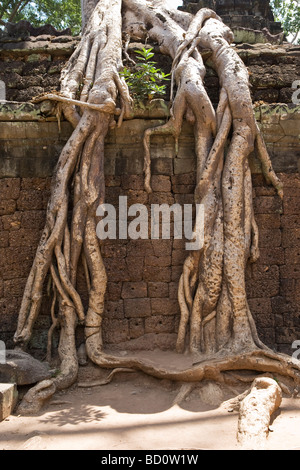 TA Promh-Tempel in Angkor, Kambodscha mit Baumwurzeln überwachsen Stockfoto