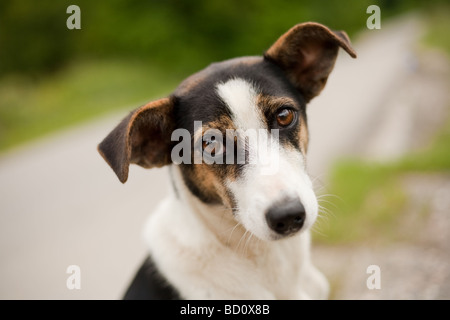 Porträt von einen entzückenden kleinen Hund im freien Stockfoto