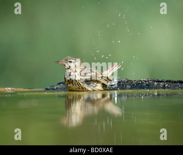 Baumpieper Anthus Trivialis Ungarn Stockfoto