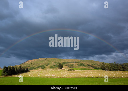 Schafe unter dem Regenbogen in den Catlins Süd-Insel Neuseeland Stockfoto