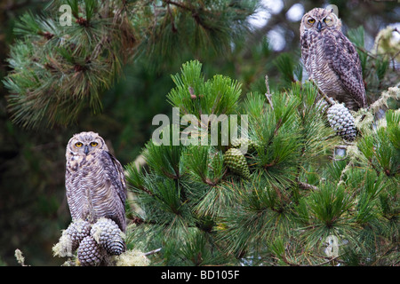 Paar der jungen große gehörnte Eulen auf einem Ast, Estero Trail, Point Reyes National Seashore, Kalifornien, USA Stockfoto