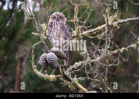 Junge männliche große gehörnte Eule, Estero Trail, Point Reyes National Seashore, Kalifornien, USA Stockfoto