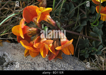 Gemeinsamen Vogel foot Trefoil Lotus corniculatus Stockfoto