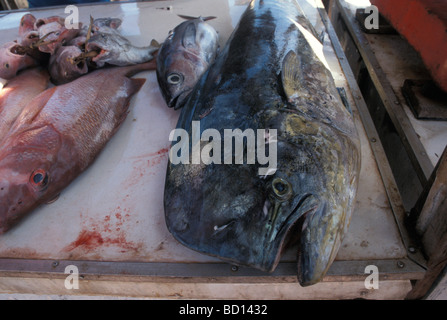 Ein Morgen Fischmarkt in Fortaleza ein wichtiges Ziel im Nordosten Brasiliens Stockfoto