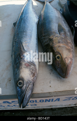 Ein Morgen Fischmarkt in Fortaleza ein wichtiges Ziel im Nordosten Brasiliens Stockfoto