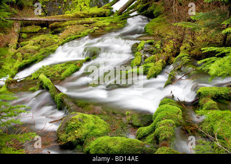 Big Spring Creek mit bemoosten Felsen Gifford Pinchot National forest Washington Stockfoto