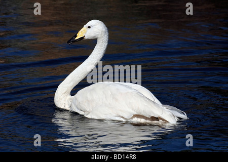 Singschwan Cygnus Cygnus Stockfoto