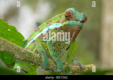 Pantherchamäleon (Furcifer pardalis) im Ankarana Nationalpark in Madagaskar Stockfoto