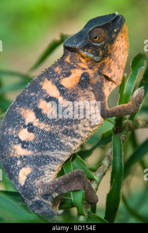 Pantherchamäleon (Furcifer pardalis) im Ankarana Nationalpark in Madagaskar Stockfoto