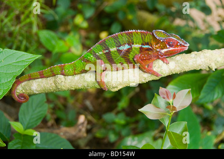 Pantherchamäleon (Furcifer pardalis) im Ankarana Nationalpark in Madagaskar Stockfoto