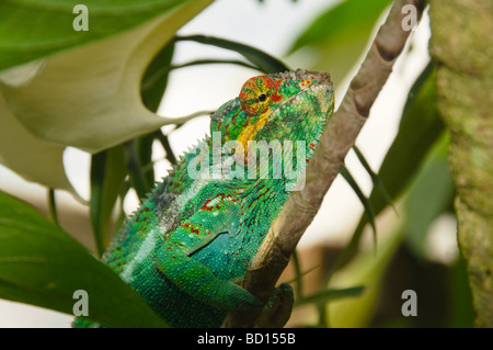 Pantherchamäleon (Furcifer pardalis) im Ankarana Nationalpark in Madagaskar Stockfoto